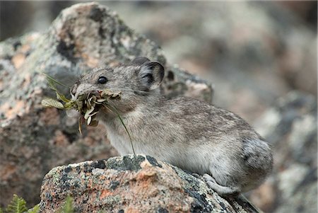 Collared Pika carries vegetation over a rockpile to its winter stockpile near Polychrome Pass, Denali National Park and Preserve, Interior Alaska, Summer Fotografie stock - Rights-Managed, Codice: 854-03740088