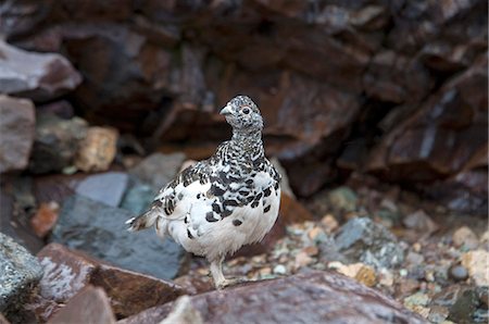 prey - White-tailed Ptarmigan stands on an alpine rock pile on Cathedral Mountain in Denali National Park and Preserve, Interior Alaska, Summer Stock Photo - Rights-Managed, Code: 854-03740098