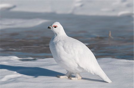 feathered friend - Adult male Willow Ptarmigan in white winter plumage walks on the frozen Savage River in Denali National Park and Preserve, Interior Alaska, Spring Stock Photo - Rights-Managed, Code: 854-03740099