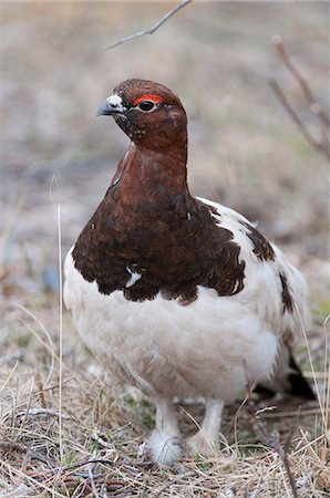 simsearch:854-03740107,k - Male Willow Ptarmigan in breeding plumage stands in brush near Savage River, Denali Park National Park and Preserve, Interior Alaska, Spring Stock Photo - Rights-Managed, Code: 854-03740093