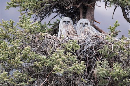 Zwei Küken in Virginia-Uhu nisten in einer Fichte in der Nähe von Heiligtum River Campingplatz, Denali Nationalpark und Reservat, Alaska Interior, Frühling Stockbilder - Lizenzpflichtiges, Bildnummer: 854-03740107