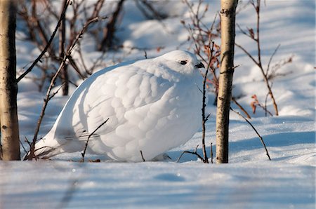 simsearch:854-03740107,k - Adultes mâles lagopède des saules en plumage d'hiver, Denali National Park and Preserve, intérieur de l'Alaska, hiver Photographie de stock - Rights-Managed, Code: 854-03740100