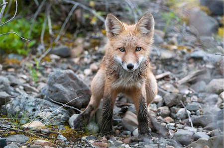 red fox - Red Fox kit stands on rocky ground in Denali National Park and Preserve, Interior Alaska, Summer Stock Photo - Rights-Managed, Code: 854-03740112
