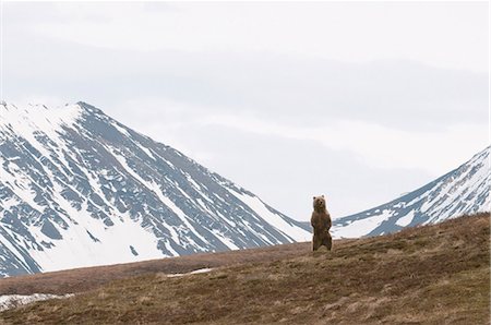 simsearch:854-03740153,k - Un grizzli mâle adulte des enquêtes de terrain en se tenant debout sur les pattes postérieures au col de la Sable, Denali National Park et Preserve, intérieur de l'Alaska, printemps Photographie de stock - Rights-Managed, Code: 854-03740128