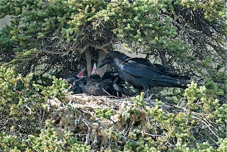 Adult Raven feeding its open-mouthed chicks in their nest near Sanctuary Campground, Denali National Park and Preserve, Interior Alaska, Summer Foto de stock - Con derechos protegidos, Código: 854-03740121