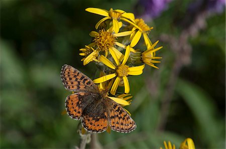 Close up of the butterfly Arctic Fritillary on a Blacktip Ragwort flower in Denali National Park and Preserve, Interior Alaska, Summer Stock Photo - Rights-Managed, Code: 854-03740135