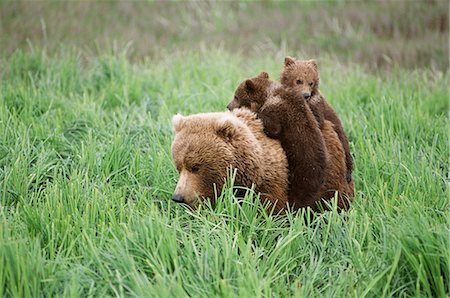 simsearch:700-02833998,k - Two brown bear cubs ride on their mother's back through sedge grasses near McNeil River in McNeil River State Game Sanctuary, Southwest Alaska, Summer Stock Photo - Rights-Managed, Code: 854-03740136