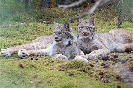 simsearch:854-03740107,k - Pair of Lynx rest in mossy opening in dense spruce forest near Igloo Creek in Denali National Park and Preserve, Interior Alaska, Fall Stock Photo - Rights-Managed, Code: 854-03740130