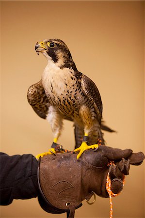 falcone - Indoor portrait of a Peregrine Falcon perched on its handlers gloved hand   at Bird TLC in Anchorage, Southcentral Alaska, Winter, CAPTIVE Fotografie stock - Rights-Managed, Codice: 854-03740149