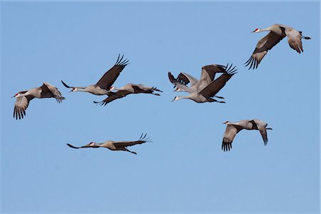 flock of birds - Group of Sandhill cranes fly over the Matanuska- Susitna Valley near Palmer, Southcentral Alaska, Spring Stock Photo - Rights-Managed, Code: 854-03740140
