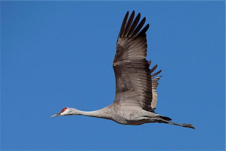 flying birds sky - Sandhill crane in flight over the Matanuska-Susitna Valley near Palmer, Southcentral Alaska, Spring Stock Photo - Rights-Managed, Code: 854-03740141