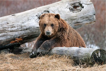 An adult Brown bear rests on a log at the Alaska Wildlife Conservation Center near Portage, Southcentral Alaska, Spring, CAPTIVE Stock Photo - Rights-Managed, Code: 854-03740150