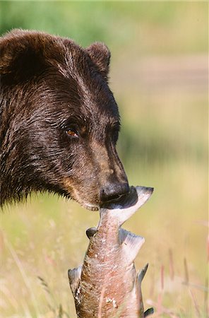 simsearch:854-08028080,k - Portait of a Grizzly bear holding a pink salmon in its mouth at the Alaska Wildlife Conservation Center, Southcentral Alaska, Summer, Captive Foto de stock - Con derechos protegidos, Código: 854-03740175