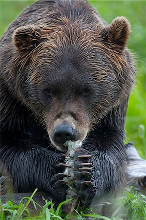 saumon (animal) - Portrait d'un ours tenant un morceau de saumon à l'Alaska Wildlife Conservation Centre, centre-sud de l'Alaska, l'été. En captivité Photographie de stock - Rights-Managed, Code: 854-03740184