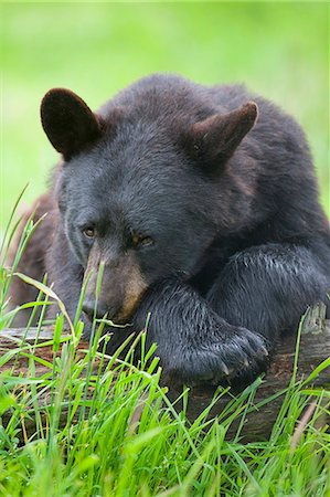 Gros plan d'un ours noir reposant sur le journal dans l'herbe verte dans la centre de Conservation de la faune de l'Alaska, centre-sud de l'Alaska, l'été. En captivité Photographie de stock - Rights-Managed, Code: 854-03740183