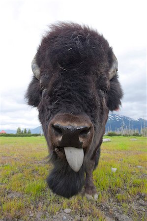 Close up of the face of a Bull Wood bison with its tongue hanging out, Alaska Wildlife Conservation Center, Southcentral Alaska, Summer, CAPTIVE Foto de stock - Con derechos protegidos, Código: 854-03740196