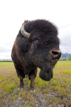 Close up of a Bull Wood bison with its tongue hanging out, Alaska Wildlife Conservation Center, Southcentral Alaska, Summer, CAPTIVE Fotografie stock - Rights-Managed, Codice: 854-03740197