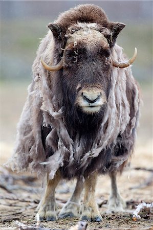 Vue complète d'une vache boeuf musqué, excrétion, Alaska, Centre de Conservation de la faune, centre-sud de l'Alaska, l'été. En captivité Photographie de stock - Rights-Managed, Code: 854-03740204