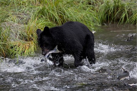 simsearch:854-03739828,k - Un ours noir adulte attrape un saumon rose d'un flux de camping de la pointe Allison à Valdez, centre-sud de l'Alaska, l'été Photographie de stock - Rights-Managed, Code: 854-03740209