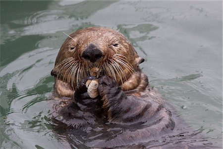 sea otters eating - An adult Sea Otter eats a clam while floating in the calm waters of the Valdez Small Boat Harbor, Southcentral Alaska, Summer Stock Photo - Rights-Managed, Code: 854-03740200