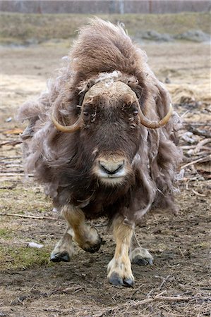 An aggressive cow Muskox charges, Alaska Wildlife Conservation Center, Southcentral Alaska, Summer. Captive Foto de stock - Con derechos protegidos, Código: 854-03740203