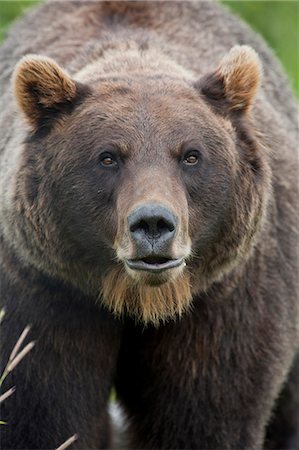 Portrait d'une femelle ours brun dans le centre de Conservation de la faune de l'Alaska près de Portage dans le centre-sud de l'Alaska, l'été. En captivité Photographie de stock - Rights-Managed, Code: 854-03740213