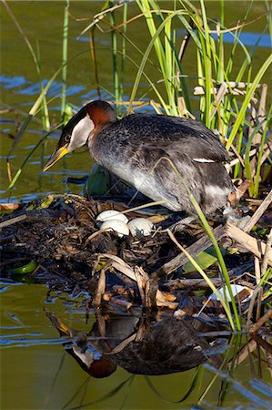 A Red-necked Grebe settles on its clutch of white eggs at a small pond in Anchorage, Southcentral Alaska, Summer Foto de stock - Direito Controlado, Número: 854-03740225