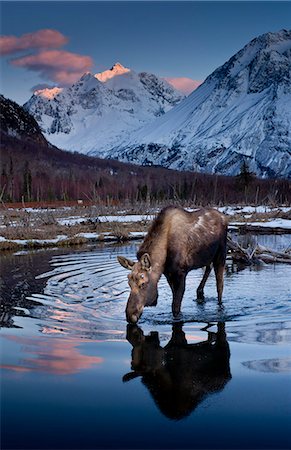 simsearch:854-03739681,k - Scenic view at sunset of a moose drinking from a pond with alpenglow on Polar Bear Peak in the background, Chugach State Park, Southcentral Alaska, Spring Stock Photo - Rights-Managed, Code: 854-03740270