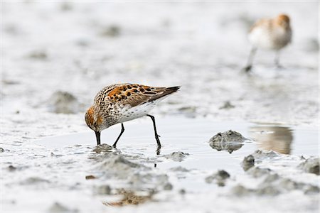 Migrating Western Sandpiper at Hartney Bay in the Copper River Delta region of Prince William Sound, Southcentral Alaska, Spring Stock Photo - Rights-Managed, Code: 854-03740281