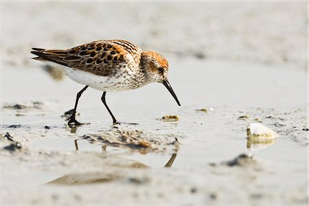 simsearch:6119-08741334,k - Migrating Western Sandpiper at Hartney Bay in the Copper River Delta region of Prince William Sound, Southcentral Alaska, Spring Stock Photo - Rights-Managed, Code: 854-03740282