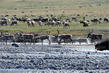 Vue de la harde de caribous de la Porcupine traversant la rivière Hulahula près de Old Man Creek pendant leur migration annuelle par le biais de ANWR, Arctique de l'Alaska, l'été Photographie de stock - Rights-Managed, Code: 854-03740328