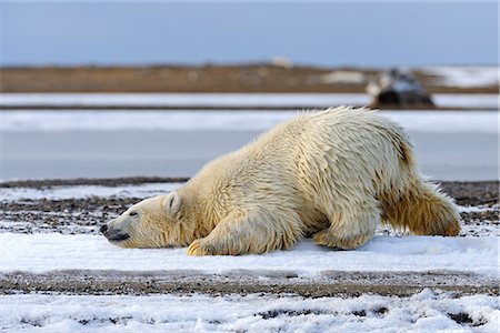 A sub adult Polar Bear rubs it's head along the icy shoreline of a barrier island outside Kaktovik on the northern edge of ANWR, Arcitc Alaska, Fall Foto de stock - Con derechos protegidos, Código: 854-03740329