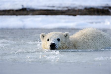 simsearch:854-03646019,k - A polar bear cub swims in slush ice along a barrier island outside Kaktovik on the northern edge of ANWR, Arctic Alaska, Fall Stock Photo - Rights-Managed, Code: 854-03740330