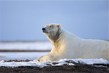 simsearch:854-03645971,k - An adult polar bear rests along on a shoreline of a barrier island outside Kaktovik on the northern edge of ANWR, Arctic Alaska, Fall Foto de stock - Con derechos protegidos, Código: 854-03740331