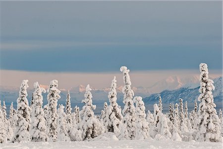 picea mariana - View of snow covered Spruce trees along the Glenn Highway near Gunsight Mountain, Southcentral Alaska, Winter Fotografie stock - Rights-Managed, Codice: 854-03740353