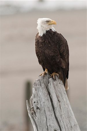 Bald Eagle perches on deadwood on the Homer Spit, Homer, Kenai Peninsula, Southcentral Alaska, Spring Foto de stock - Con derechos protegidos, Código: 854-03740377