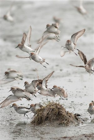 simsearch:854-03740185,k - A group of Western Sandpipers take flight from the mud flats of Kachemak Bay during their Spring migration, Kenai Peninsula, Southcentral Alaska, Spring Stock Photo - Rights-Managed, Code: 854-03740378