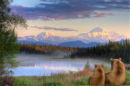 enjoy mountain view - Sow and Cub brown bears looking across small lake and viewing Mt. McKinley at sunrise, SouthCentral Alaska, Autumn, COMPOSITE Stock Photo - Rights-Managed, Code: 854-03740384