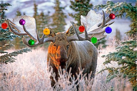 View of an adult bull moose with Christmas ornaments hanging from its antlers, Denali National Park and Preserve, Interior Alaska, Winter, COMPOSITE Stock Photo - Rights-Managed, Code: 854-03740386