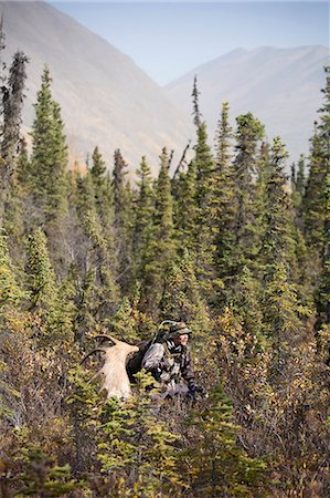 simsearch:854-03740267,k - Male bow hunter in camouflage carries a 54" moose antler rack on his backpack as he hikes out of hunt area, Eklutna Lake area, Chugach State Park, Southcentral Alaska, Autumn Stock Photo - Rights-Managed, Code: 854-03844999