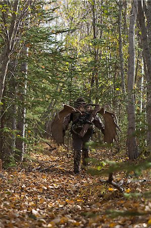 simsearch:400-08790043,k - Male bow hunter carries a 54" moose antler rack on his backpack as he hikes out of hunt area, Eklutna Lake area, Chugach State Park, Southcentral Alaska, Autumn Stock Photo - Rights-Managed, Code: 854-03844993