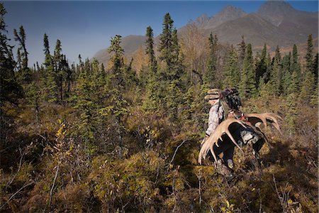 Männliche Bow Hunter in Tarnung trägt ein Elch Geweih 54 ""rack auf seinem Rucksack, da er aus Jagd-Gebiet, nördlich Seengebiet, Wanderungen Chugach State Park, South Central Alaska, Herbst Stockbilder - Lizenzpflichtiges, Bildnummer: 854-03845005