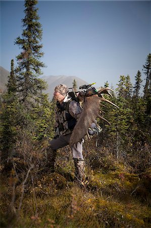 picea mariana - Hunter bow mâle en porte camouflage, un bois d'orignal 54 ""rack sur son sac à dos comme il randonnées hors de la zone de chasse, région du lac Eklutna, Chugach état Park, centre-sud de l'Alaska, automne Photographie de stock - Rights-Managed, Code: 854-03845016