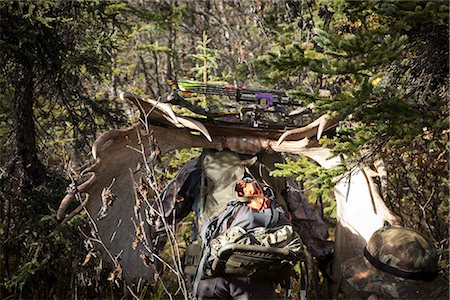 Bow hunter muscles his way through a dense Black Spruce forest carrying a backpack with a 54" moose rack attached, Eklutna Lake area, Chugach State Park, Southcentral Alaska, Autumn Foto de stock - Con derechos protegidos, Código: 854-03845023