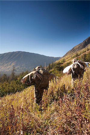 Deux chasseurs d'orignal mâle randonnée dévale une ensoleillé avec leurs grilles de bois orignal trophée, oiseau Creek bassin versant, les montagnes Chugach, forêt nationale de Chugach, centre-sud de l'Alaska, automne Photographie de stock - Rights-Managed, Code: 854-03845056