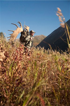 selva nacional - Orignal mâle chasseur s'arrête au verre la zone avec des jumelles comme il randonnées hors zone de chasse avec bois d'orignal trophée sur son pack, oiseau Creek bassin versant, les montagnes Chugach, forêt nationale de Chugach, centre-sud de l'Alaska, automne Photographie de stock - Rights-Managed, Code: 854-03845067