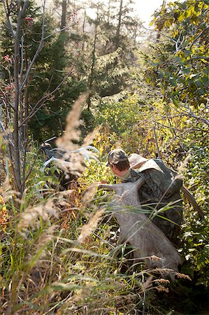 Chasseurs d'orignal marcher à travers les broussailles épaisses avec bois d'orignaux sur les emballages, dans la zone de drainage oiseau Creek, montagnes Chugach, forêt nationale de Chugach, centre-sud de l'Alaska, automne Photographie de stock - Rights-Managed, Code: 854-03845086