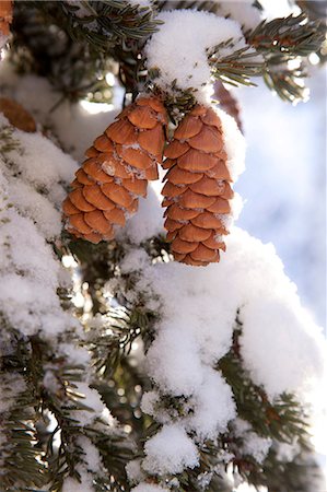 Close up of Red Elderberries and cones on snow-covered evergreen tree, Alaska, Winter Stock Photo - Rights-Managed, Code: 854-03845097