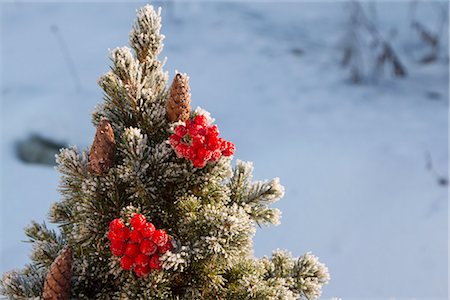 Gros plan des baies de sureau rouge et cônes sur l'arbre enneigé, Alaska, hiver Photographie de stock - Rights-Managed, Code: 854-03845099