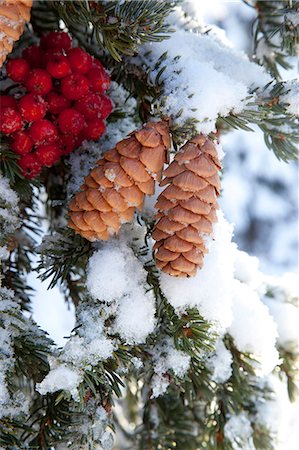 pine cone closeup - Close up of Red Elderberries and cones on snow-covered evergreen tree, Alaska, Winter Stock Photo - Rights-Managed, Code: 854-03845106